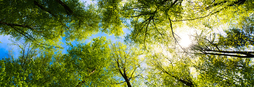 trees in the sky